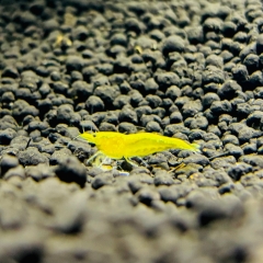 Yellow Fire Garnelen