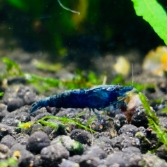 Blue Sapphire Garnele