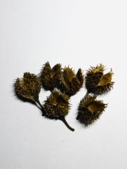 Bucheckern getrocknet