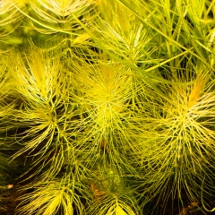 Hornkraut - Ceratophyllum demersum