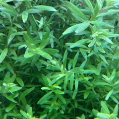 Rotala rotundifolia grün