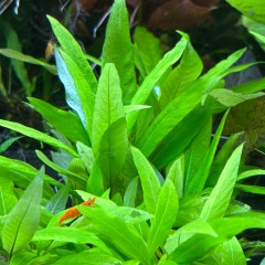 Kirschblatt - hygrophila corymbosa - Steckling klein (ca. 5-10cm)