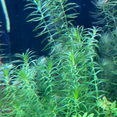 "Wasserpest" - egeria densa