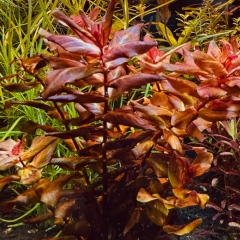 Rotala Macandra