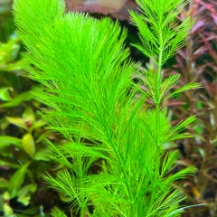 Feinfiedrige Haarnixe - Cabomba aquatica
