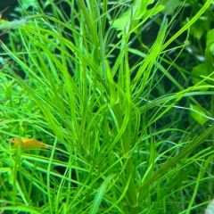 pogostemon stellatus (Indischer Wasserstern)