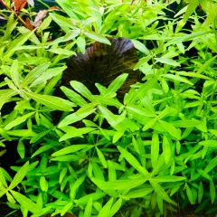 Hygrophila polysperma - grüner Sunset Wasserfreund - Bund klein (ca. 8 Stecklinge)