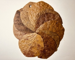 Seemandelbaumblätter, Catappa Blätter