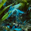 Blue Carbon Rili Zwerggarnelen kaufen